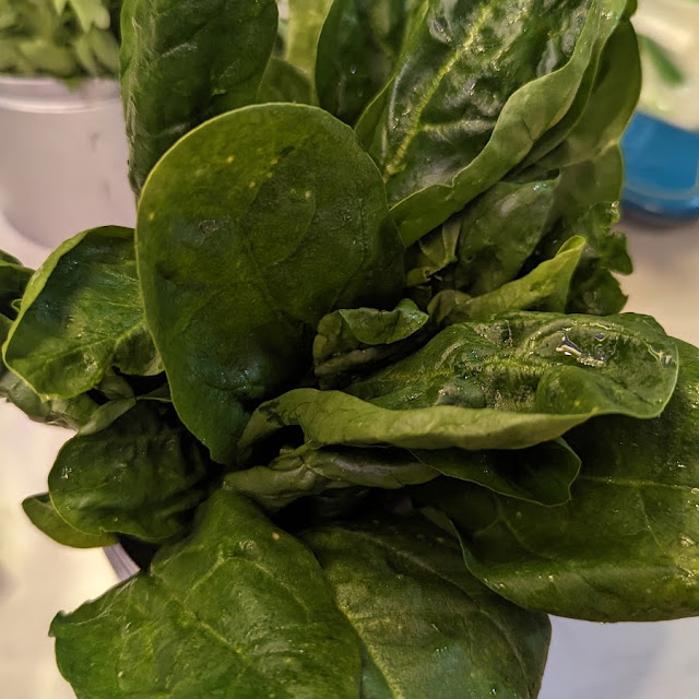 Spinach
