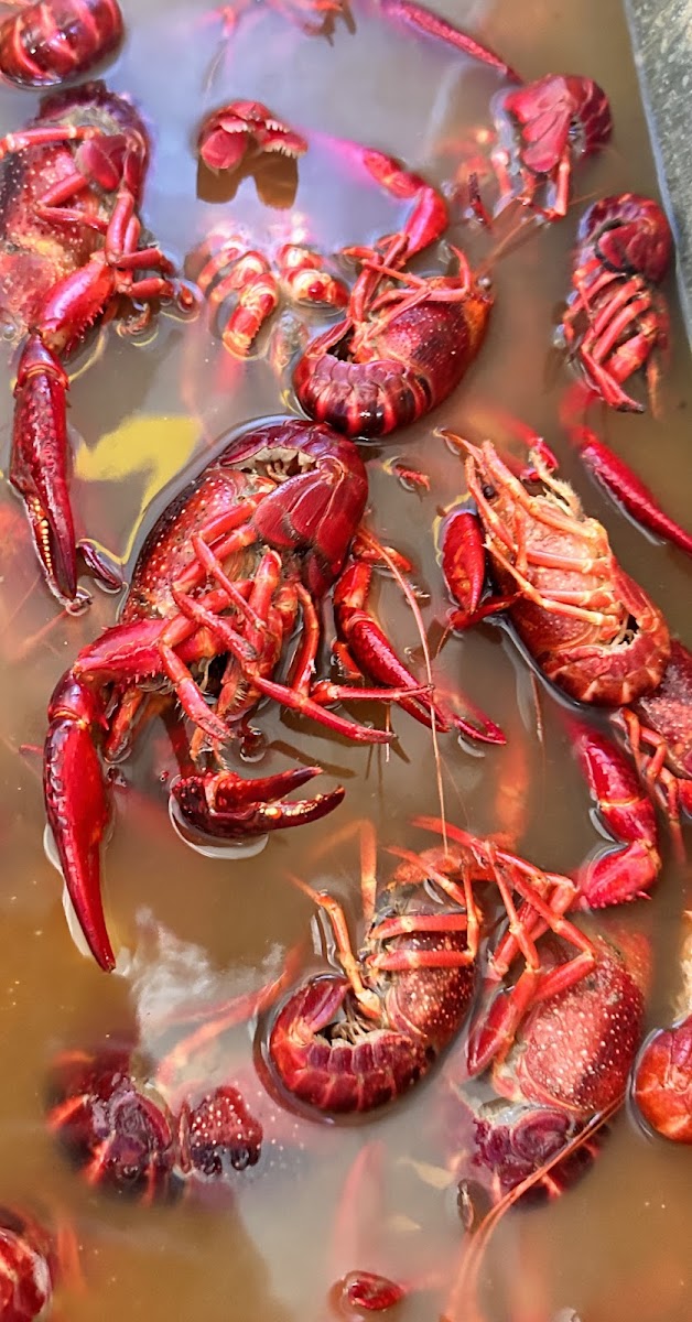 Blues Man Seafood and Catering LLC