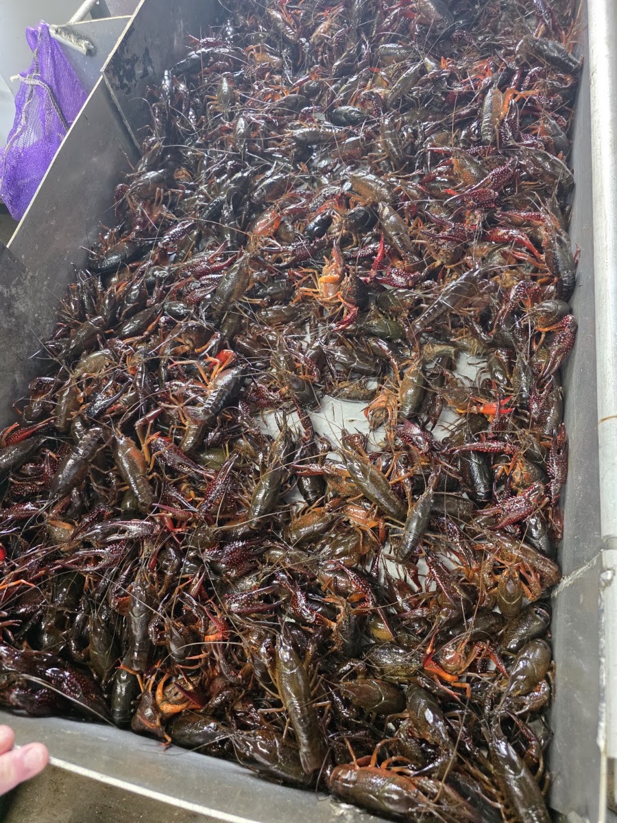 Blues Man Seafood and Catering LLC