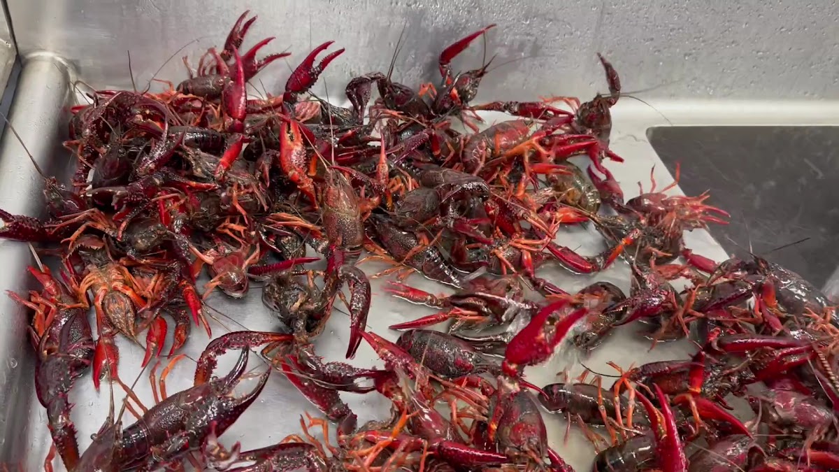 SeaZone Cajun Express