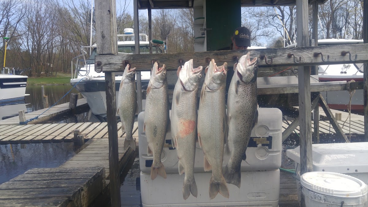 Schneider's Lil Salmon Inn
