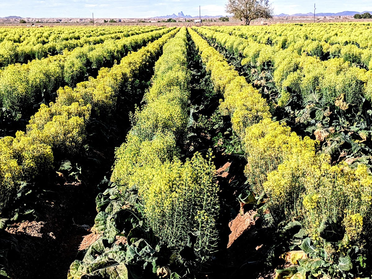 Britain Farms 4330 W. Riverside Drive - Yuma, AZ