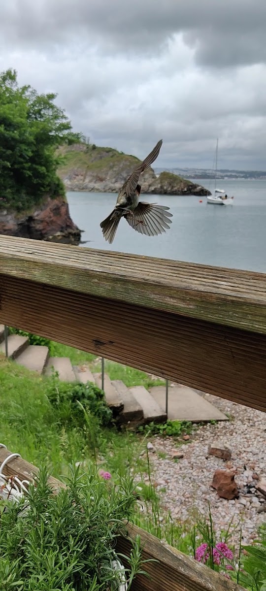 Fishcombe Cove Cafe/Bar