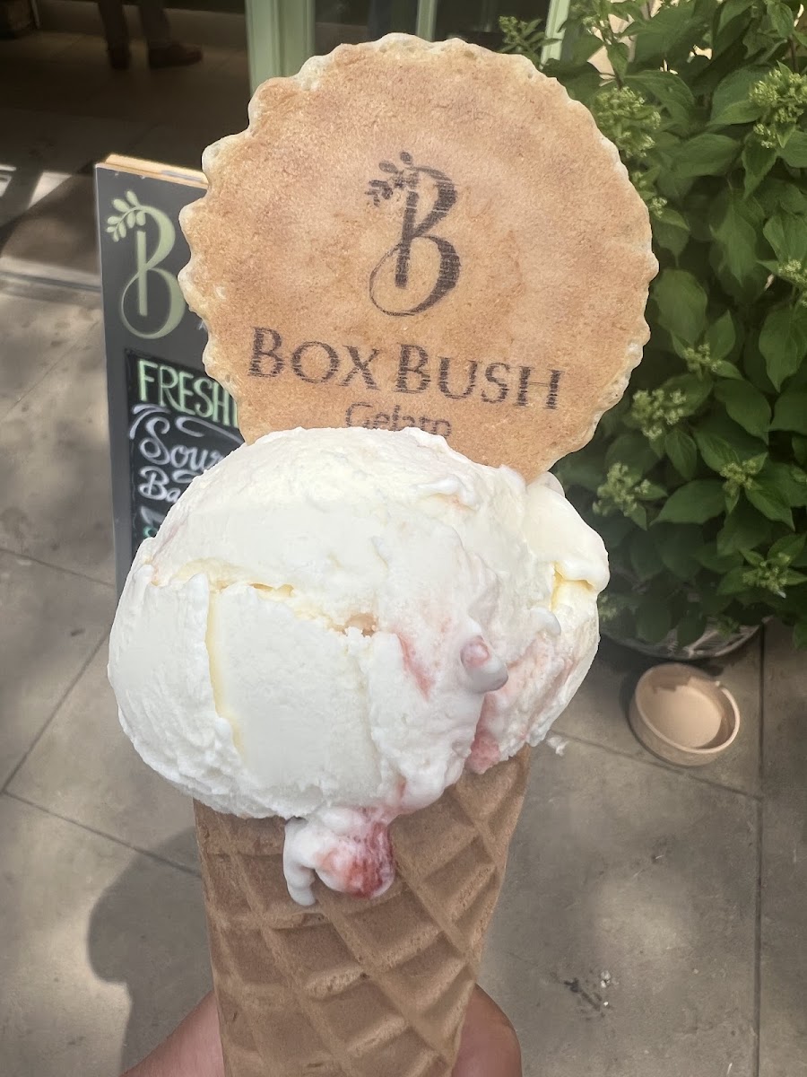 Box Bush