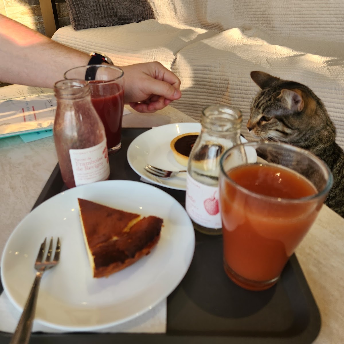 Bar à papattes(bar à chats)