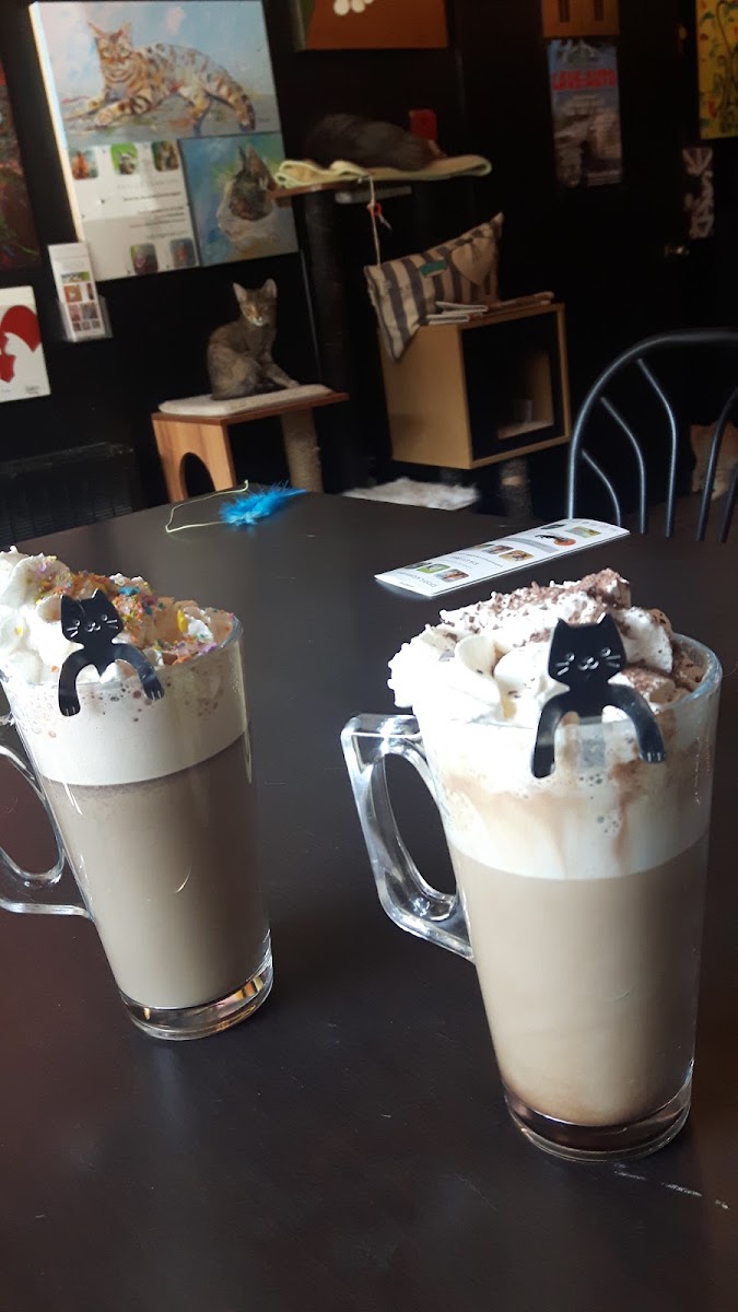 Café Chat L'étoile