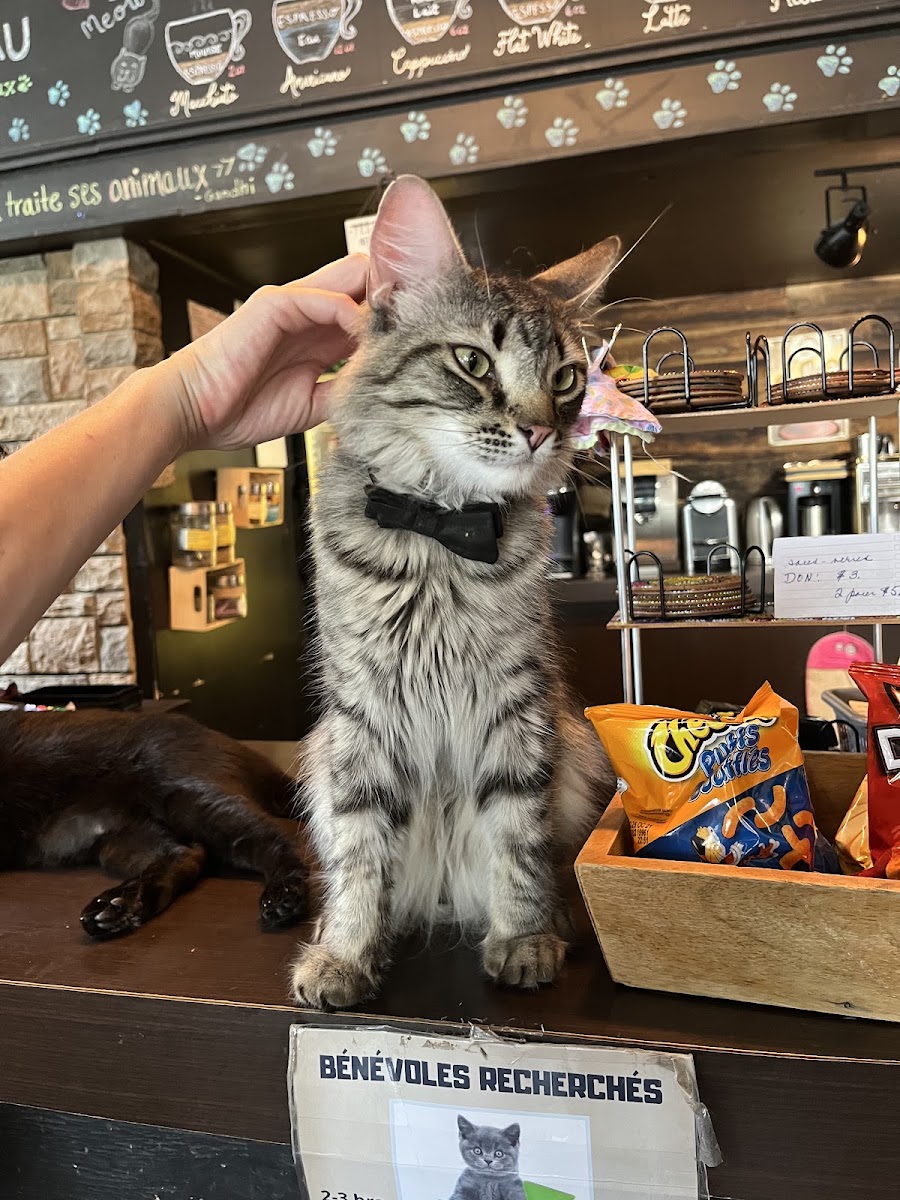 Café Chat L'étoile