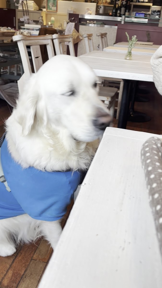 Y's Dog Cafe