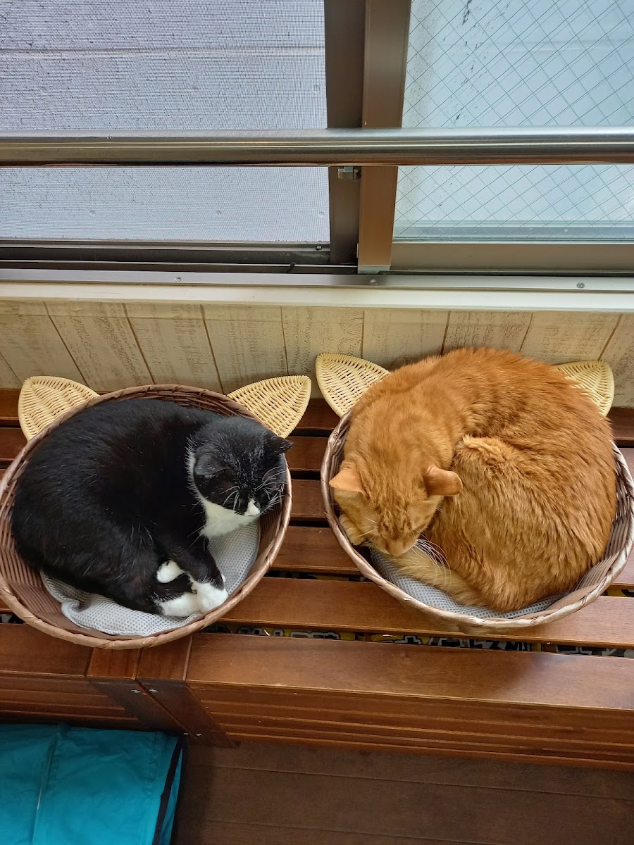 Nyankuru Kawasaki