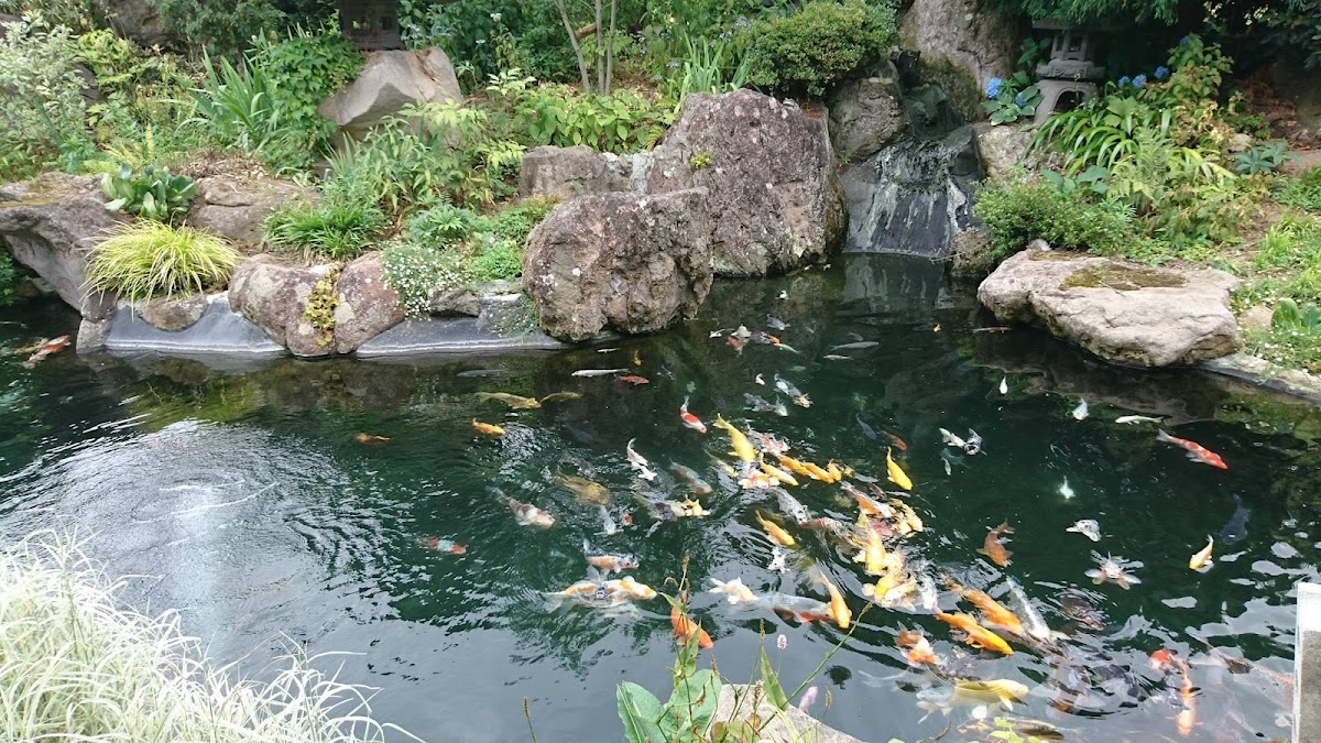 Teienkissa Nishiki