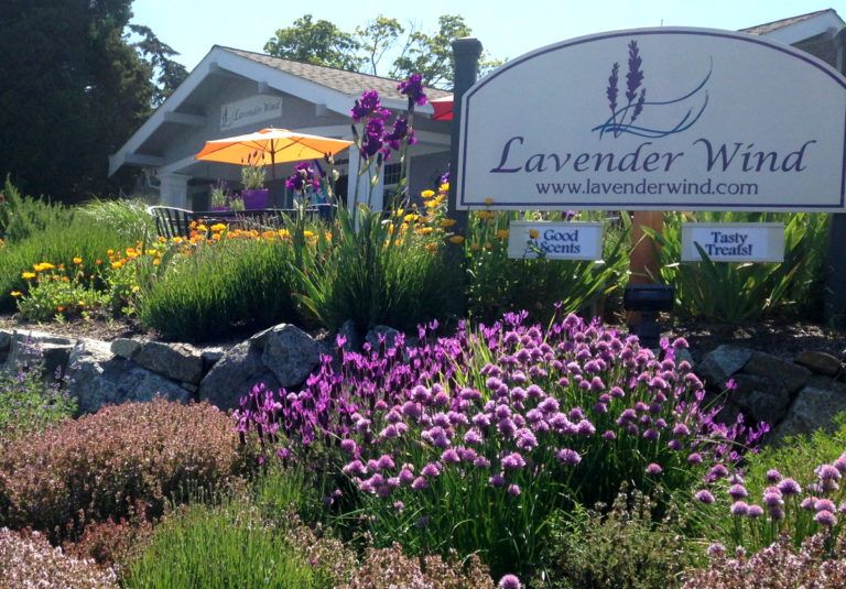 Lavender Wind
