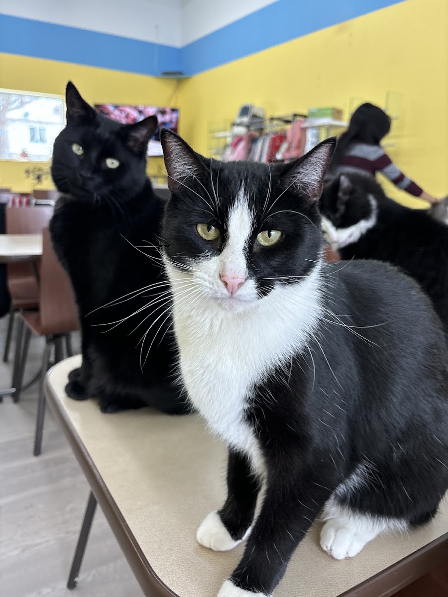 Café Cats & Friends