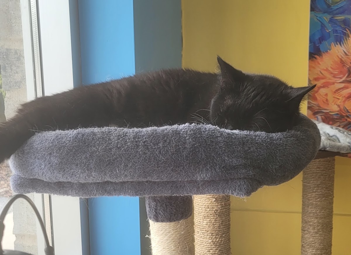 Café Cats & Friends