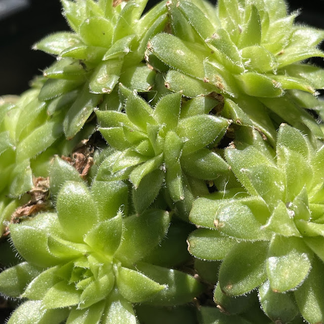 Cactus on Toast