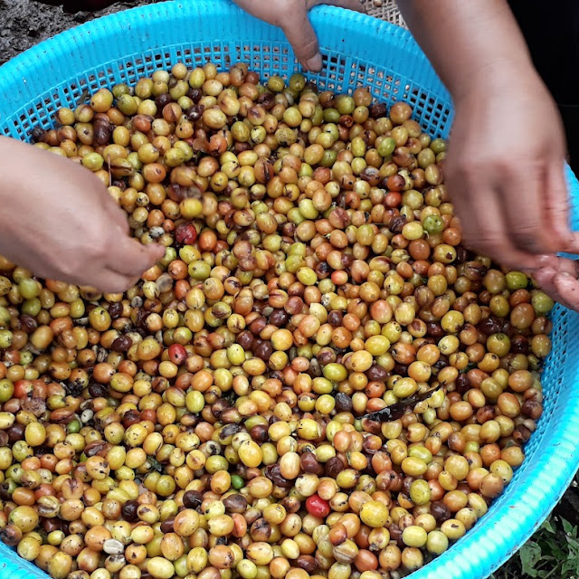 Pengolahan Kopi Yellow Catura