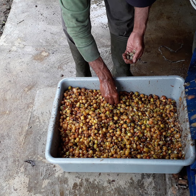 Sortasi Cerry Kopi Yelow Catura
