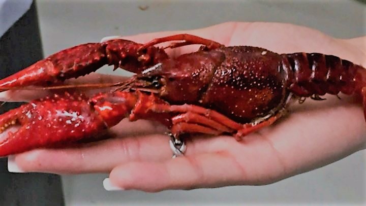 BIG Easy Crawfish/Fire & Ice Crawfish Patio