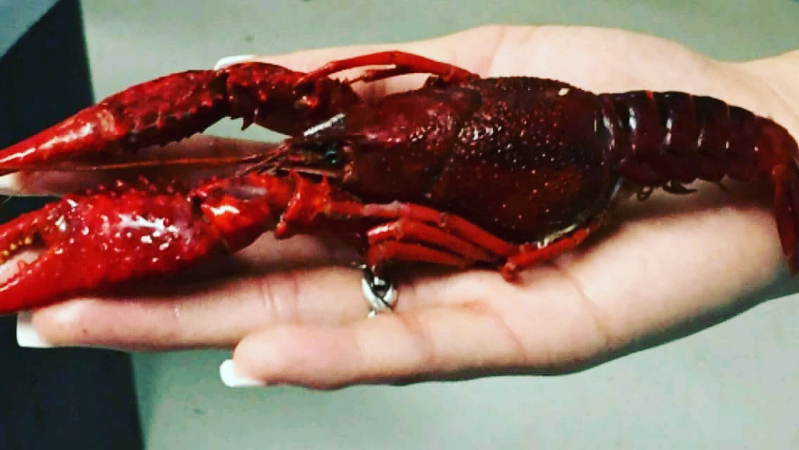 BIG Easy Crawfish/Fire & Ice Crawfish Patio