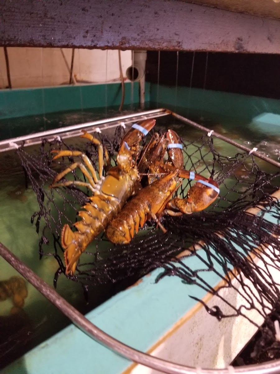 Simply Lobsters