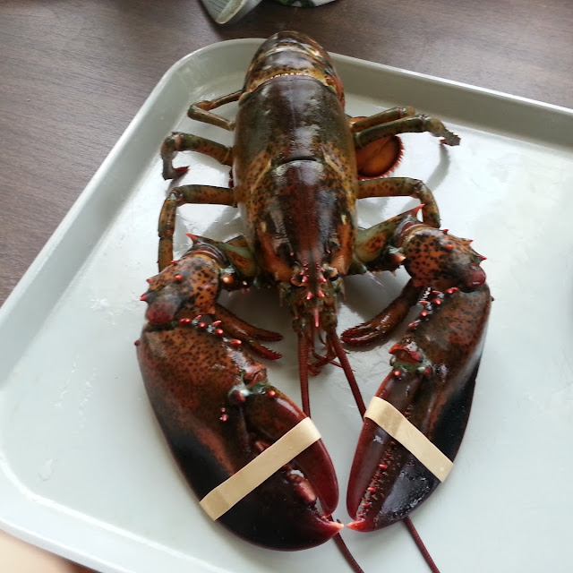 Lobster