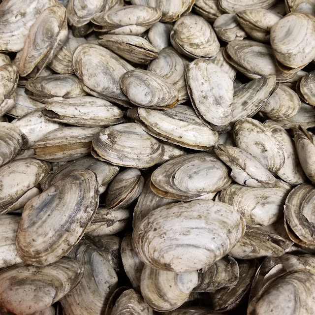 Clam