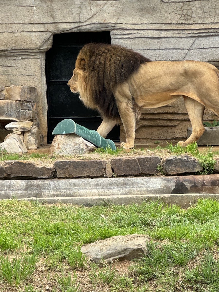 Lion's Lookout