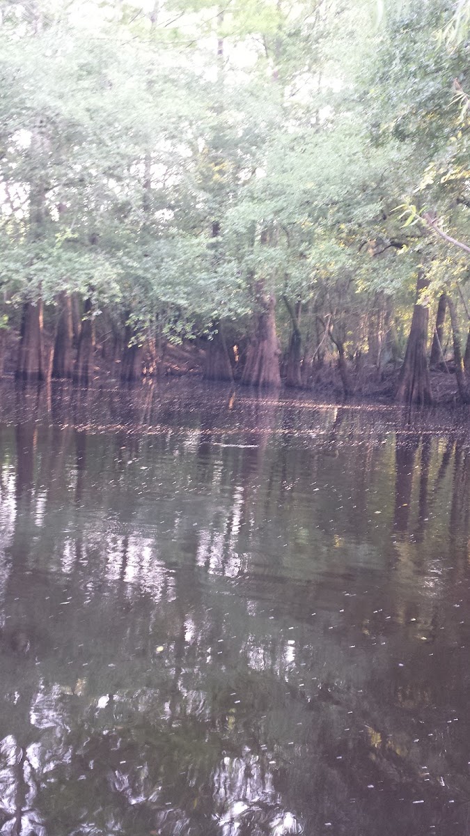 Bobo's On The River