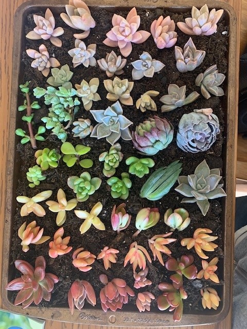 Plant Joy Meal Prep