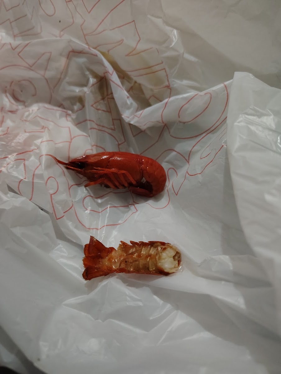 Papa Tim's crawdads hole