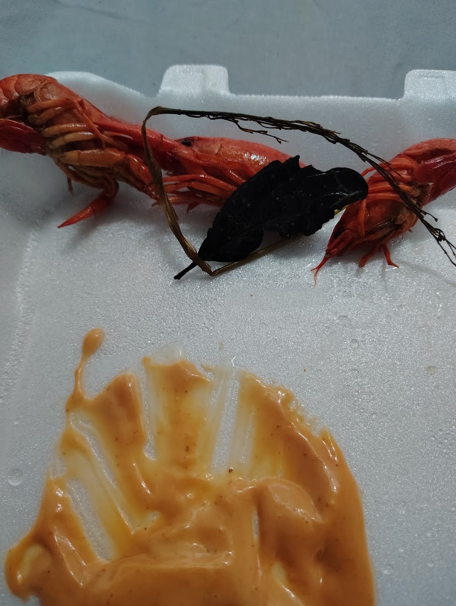 Papa Tim's crawdads hole