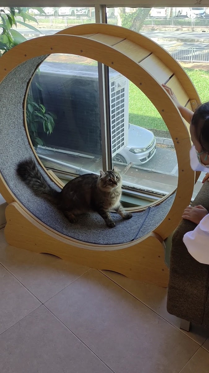 Meow Meow Cat Cafe